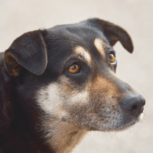 best glucosamine for dogs