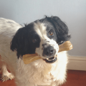 dog with bone