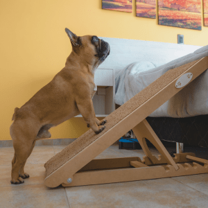dog with ramp