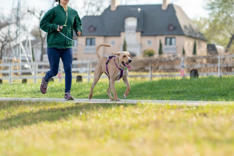 A woman jogs with her Labrador dog on a sunny day in a suburban park.
