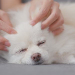massaging dog