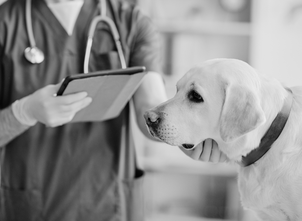 dog at vet