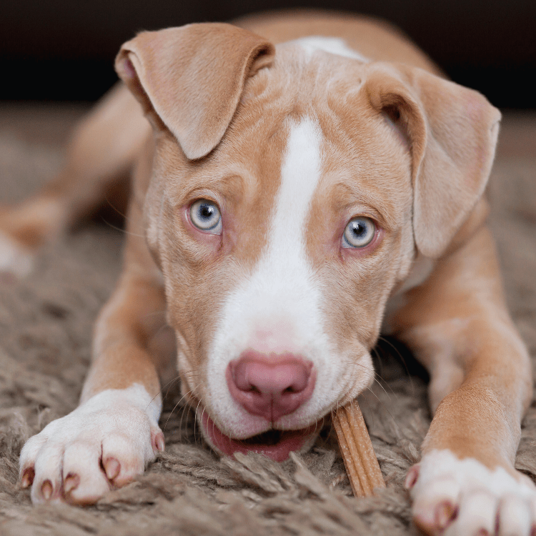 dog chewing glucosamine stick