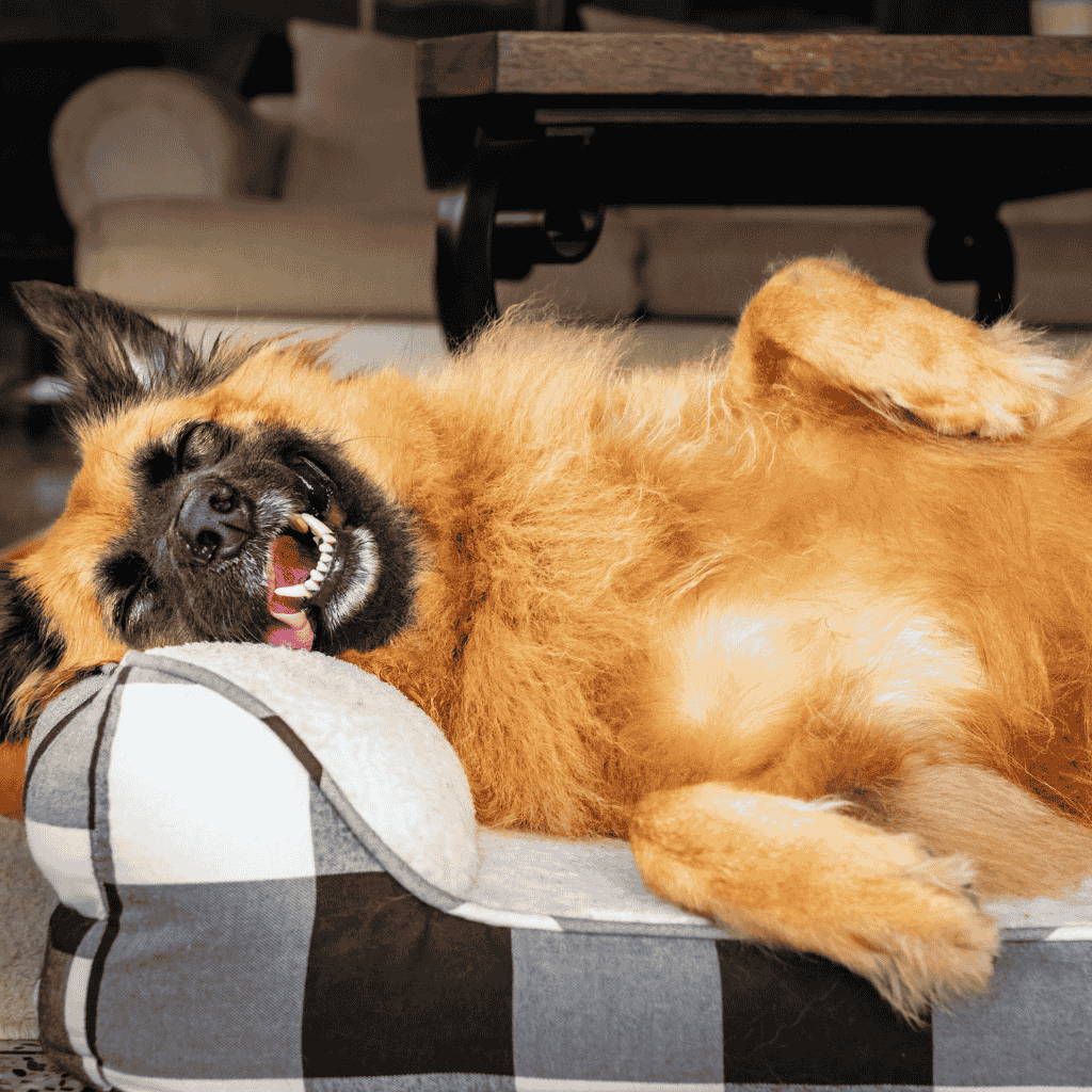 dog in orthopedic bed