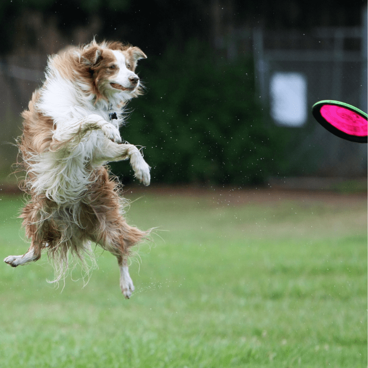 dog playing with frisbee