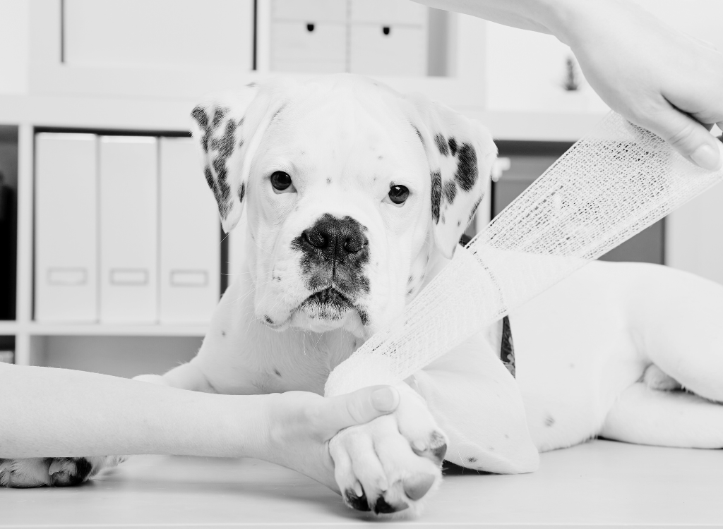 dogs limbs being bandaged