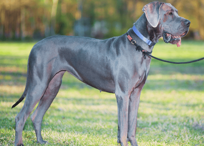 great dane