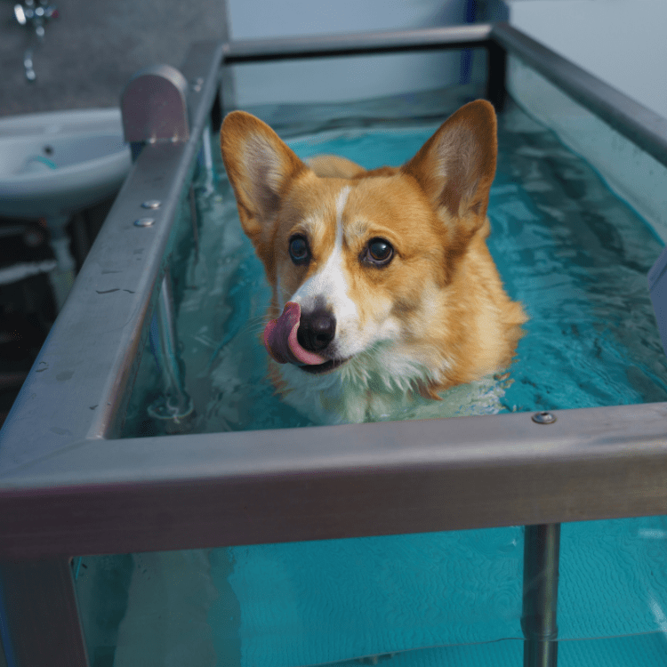 hydrotherapy for dogs
