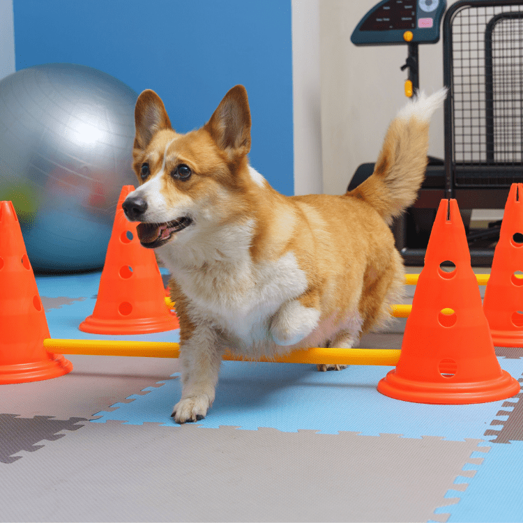 indoor excersise for dogs