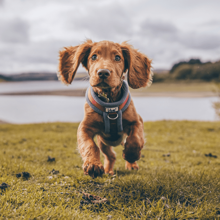 puppy running