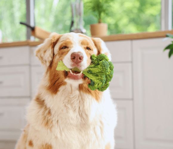 Dog Eating Natural Products