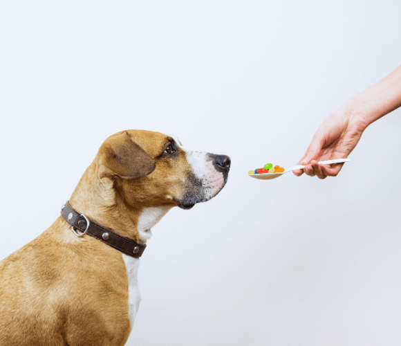 Dog Eating Vitamins