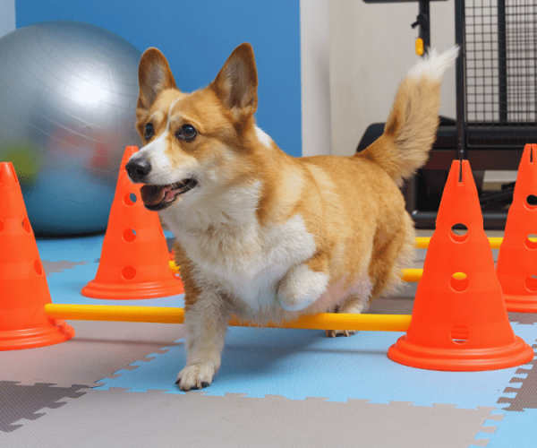 indoor excersise for dogs