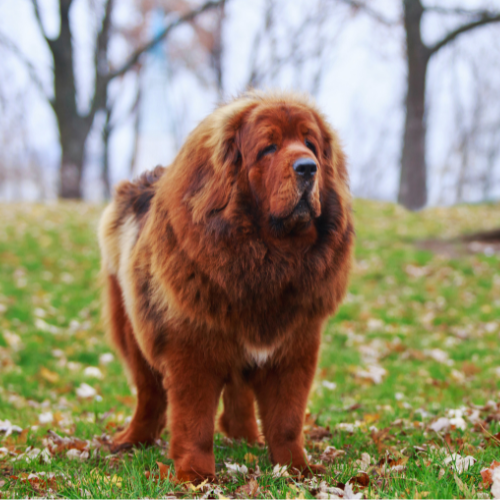 Large breed 500 x 500