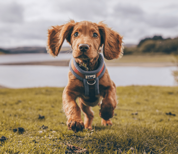 puppy running