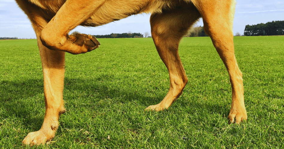 dog limping 1