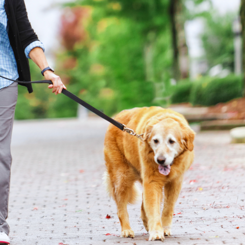 walking older dog